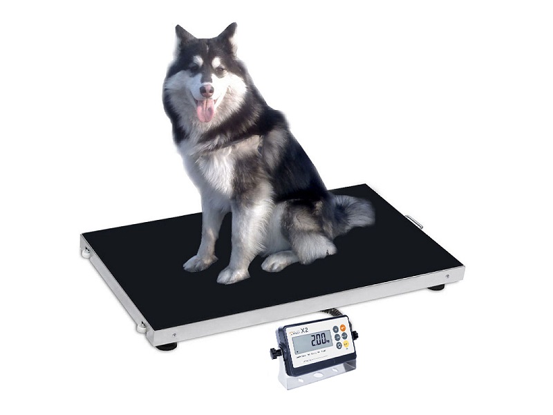 Buyer's Guide: Weighing scales for dogs
