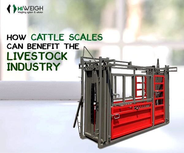 Benefits of Portable Livestock Weighing Scales
