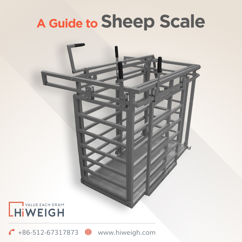 Everything You Wanted to Know About a Sheep Scale