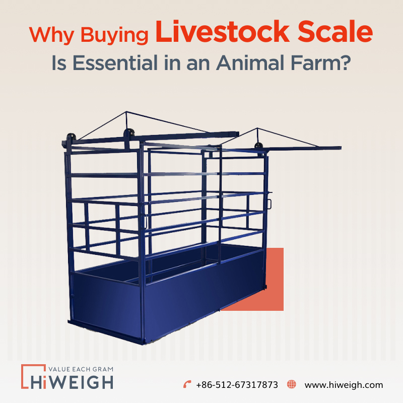 Top Reasons Why Buying Livestock Scale Is Important in an Animal Farm
