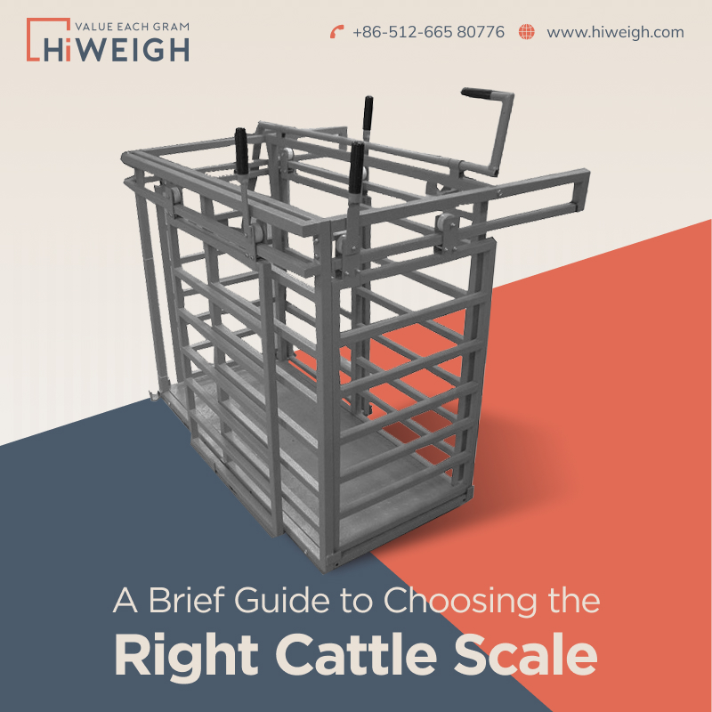 A Comprehensive Guide to Choosing the Right Cattle Scale