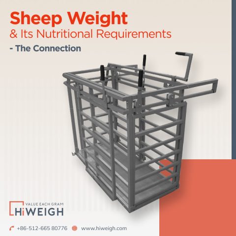 What Is the Connection Between Sheep Weight and Its Nutritional Requirements?