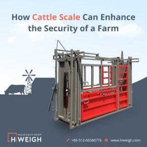 China cattle scale