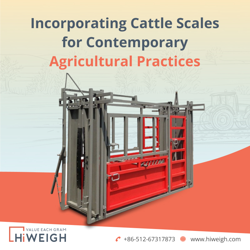 Significance of Cattle Scale 