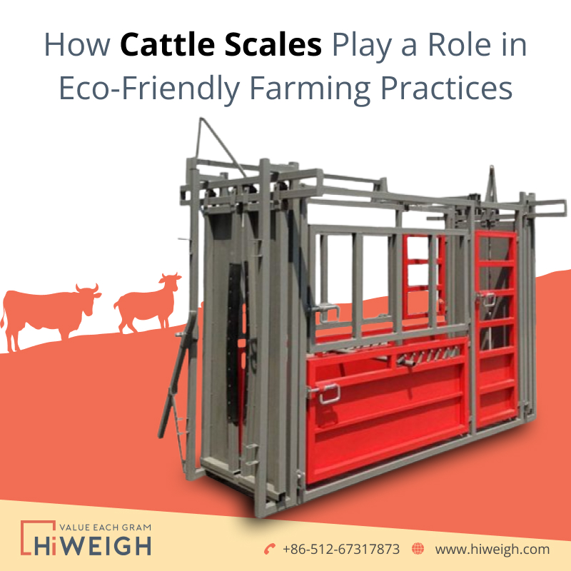 Cattle Scales Play a Role in Eco-Friendly Farming 