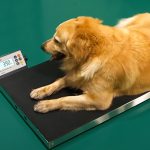 veterinary scales