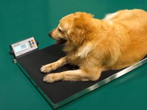 veterinary scales